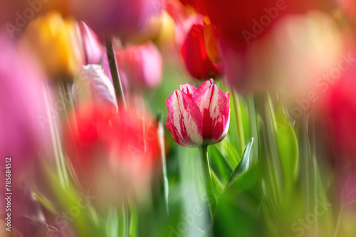 Wunderschöne Blumentextur aus vielen verschiedenfarbigen Tulpen