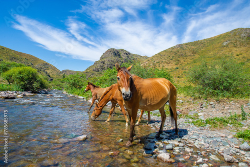 Horses gather near a rushing river to quench their thirst. The sound of hooves splashing on water echoes through the valley. Mighty and majestic horses drink peacefully side by side. © Alexandr