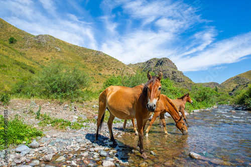 Mighty horses quench their thirst in a fast-flowing river. The beauty of nature is reflected in the flowing water and grazing animals. © Alexandr