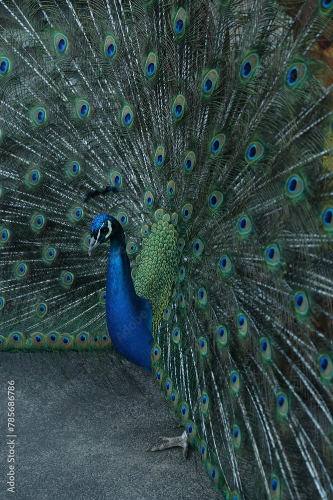 Naklejka premium Peacock