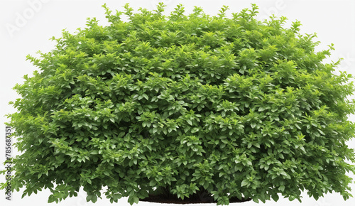green garden bush, cut out, white background , detailed