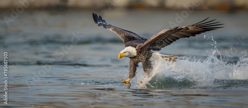 the eagle is hunting for prey in the water photo