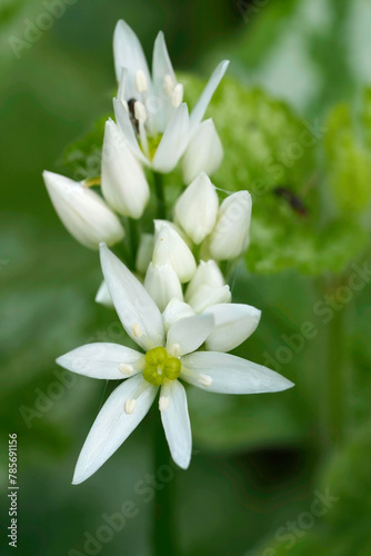 Closeup on the bright white flower of the Wild garlic, Allium ursinum in the garden