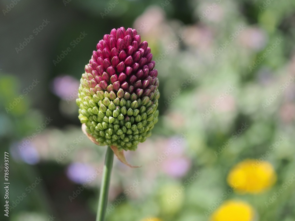 Knospen des Zierlauchs in meinem Garten Knospen des Zierlauchs in meinem Garten