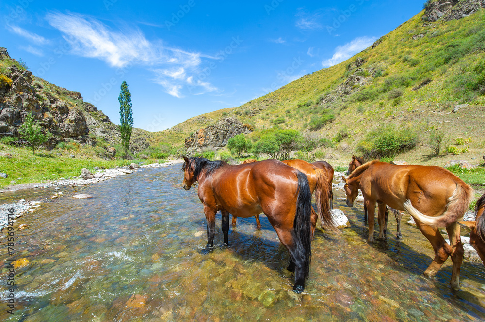 Breathtaking view of nature with horses and river. Beautiful images of wild horses drinking from a stream. A peaceful and serene moment in the mountains.