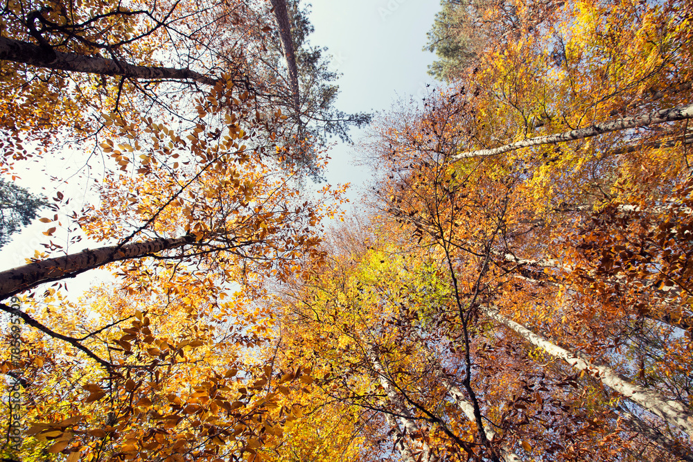 autumn trees bottom view low angle shot of a tranquil fall forest