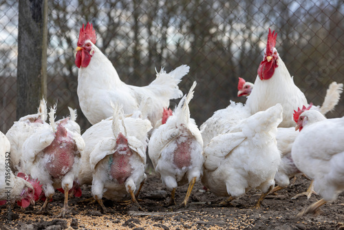 White laying hens peck grain on the street