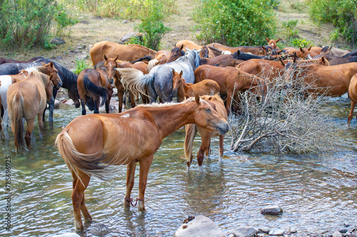 Magnificent mountain landscapes with a flowing river. A herd of majestic horses peacefully drinking water from a stream. Ideal photos for lovers of leisure and nature.