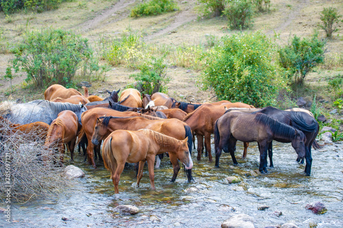 Horses graze peacefully near a mountain river. Majestic landscapes with horses drinking from a clear stream. The beauty of nature captured in a serene moment.