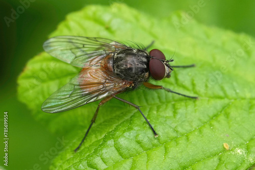 Closeup on a European Orange-bellied Bristleshin fly, Phaonia subventa, stitting on a green leaf