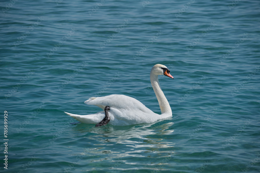 Beautiful white swan on blue water. Great White waterfowl in motion on blue water. =Swan on the water. Beautiful white swan on blue water. Great White waterfowl in motion on blue water. =Swan on the water.