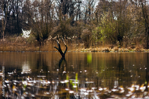 Ein Ast in der Mitte eines Waldsees im Frühling