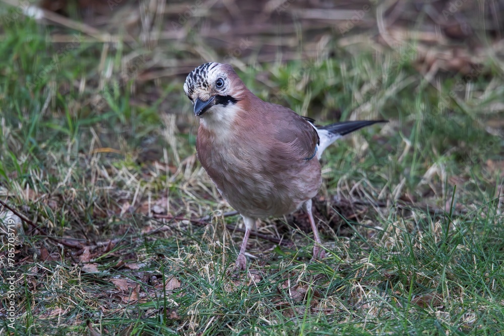 Fototapeta premium A portrait of a garrulus glandarius or Eurasian jay bird searching the grass of a lawn in garden for food. The feathered animal is looking around.