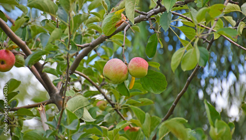 small apples on tree branches in the garden. harvest of decorative apples on trees in a city park. harvest time for healthy and tasty fruits