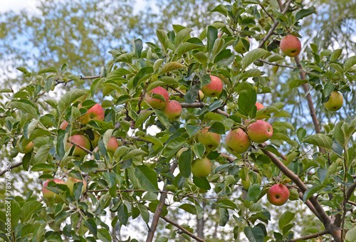 small apples on tree branches in the garden. harvest of decorative apples on trees in a city park. harvest time for healthy and tasty fruits