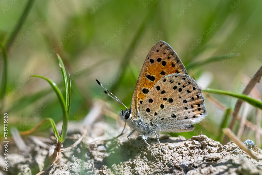 Alev Ateşi » Lycaena kefersteinii » Turkish Fiery Copper Alev Ateşi » Lycaena kefersteinii » Turkish Fiery Copper
