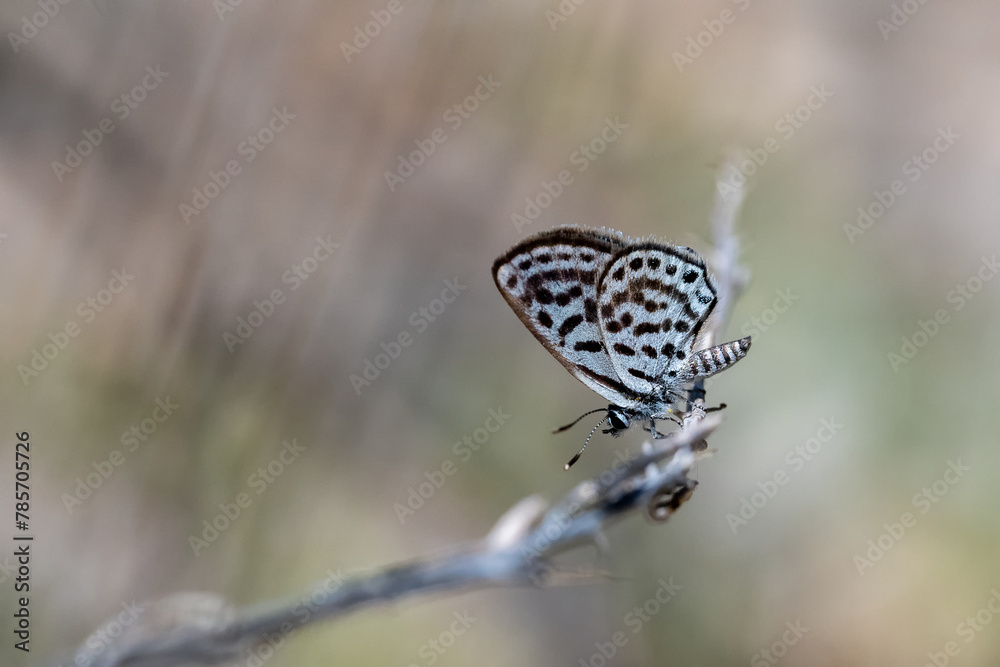 Balkan Kaplanı » Tarucus balkanicus » Little Tiger Blue Balkan Kaplanı » Tarucus balkanicus » Little Tiger Blue