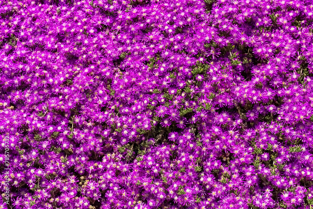 Naklejka premium background of flowers