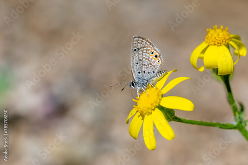 Lycaenidae / Mücevher Kelebeği / Grass Jewel / Chilades trochylus