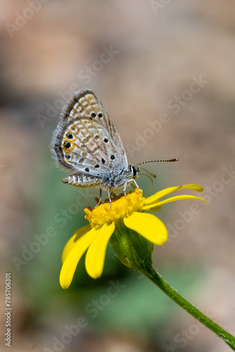 Lycaenidae / Mücevher Kelebeği / Grass Jewel / Chilades trochylus photo