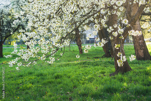 Wiosenne kwitnące na biało drzewa na Mazowszu © af-mar