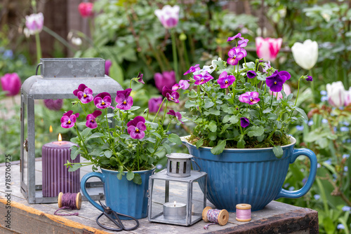 Garten-Arrangement mit pink Hornveilchen und Zinklaternen