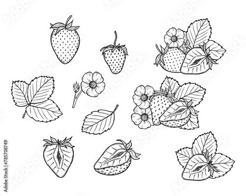 Vector strawberry line art illustration set with berries, leaves and flowers, hand drawn botanical outline drawing, monochrome sketch. Design elements for coloring book, background, pattern, packaging