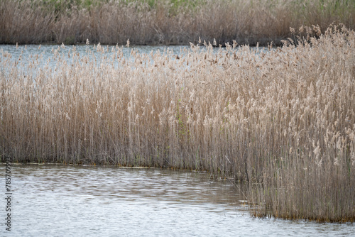 Teppes De Verbois, zone de nature protégée le long du Rhône, Genève photo