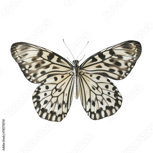 Butterfly close-up on the white isolated background 