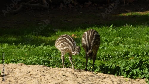 Close up Emu chicks moving aorund a meadow on a sunny day photo
