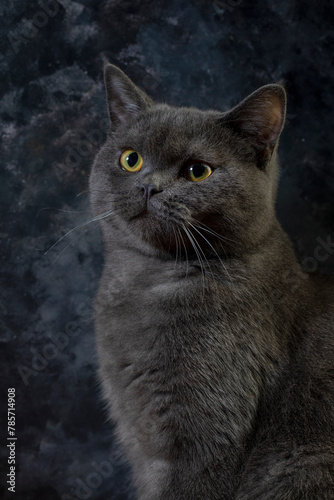 Macro photography our beloved 7 month old British kitten Gray Let's support with likes
