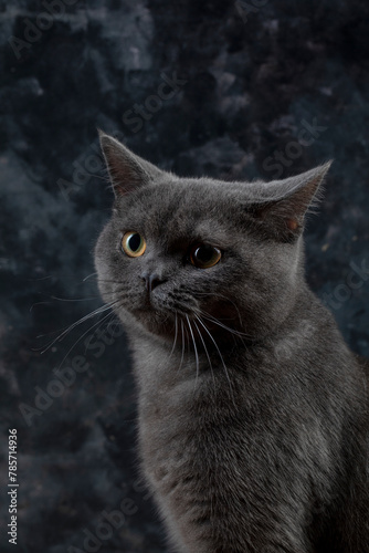 Macro photography our beloved 7 month old British kitten Gray Let's support with likes