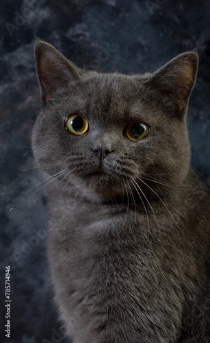 Macro photography our beloved 7 month old British kitten Gray Let's support with likes