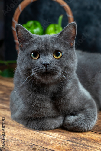Macro photography our beloved 7 month old British kitten Gray Let's support with likes