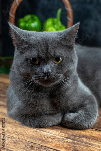 Macro photography our beloved 7 month old British kitten Gray Let's support with likes