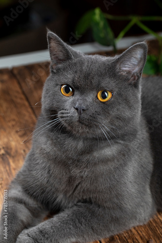 Macro photography our beloved 7 month old British kitten Gray Let's support with likes