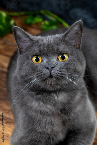 Macro photography our beloved 7 month old British kitten Gray Let's support with likes