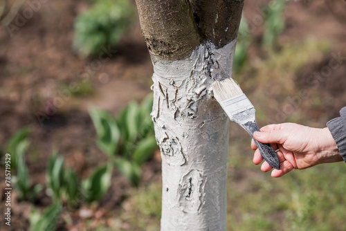 Whitewashing of fruit trees in the spring garden. A tree trunk, a gardener's hand with a brush and whitewash, painting an apple tree with whitewash. photo