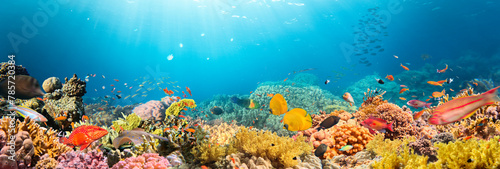 Panel kuchenny z motywem Underwater Tropical Corals Reef with colorful sea fish. Marine life sea world. Tropical colourful underwater seascape.