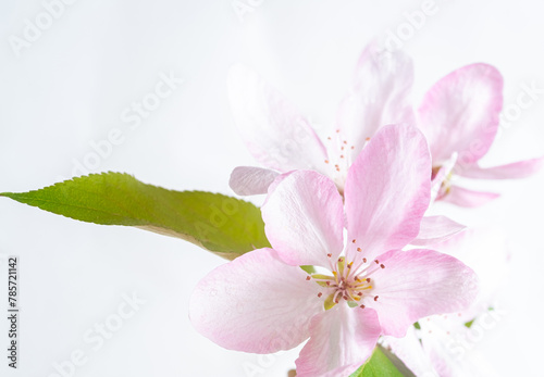 Macro pink apple blossom flower on black background. Botanical design  selective focus