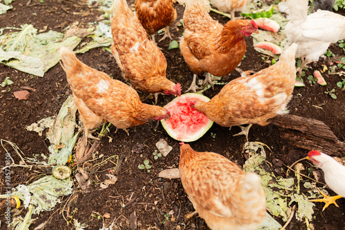 Flock of chickens feasting on watermelon in the yard photo