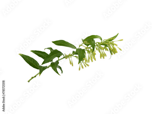 A blooming branch of the queen night (Cestrum nocturnum) in april