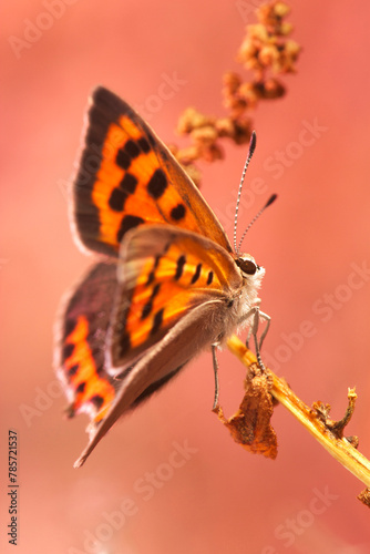 Vibrant butterfly resting on a plant in close-up