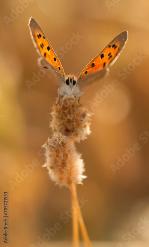 Orange-spotted lycaena phlaeas butterfly resting on a dried plant stalk photo