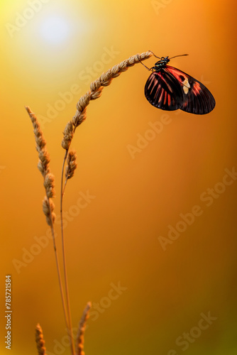 Graceful heliconius butterfly resting on a wheat stalk photo