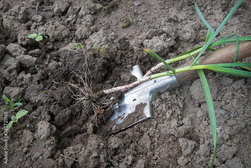 Shovel digging garlic from the soil