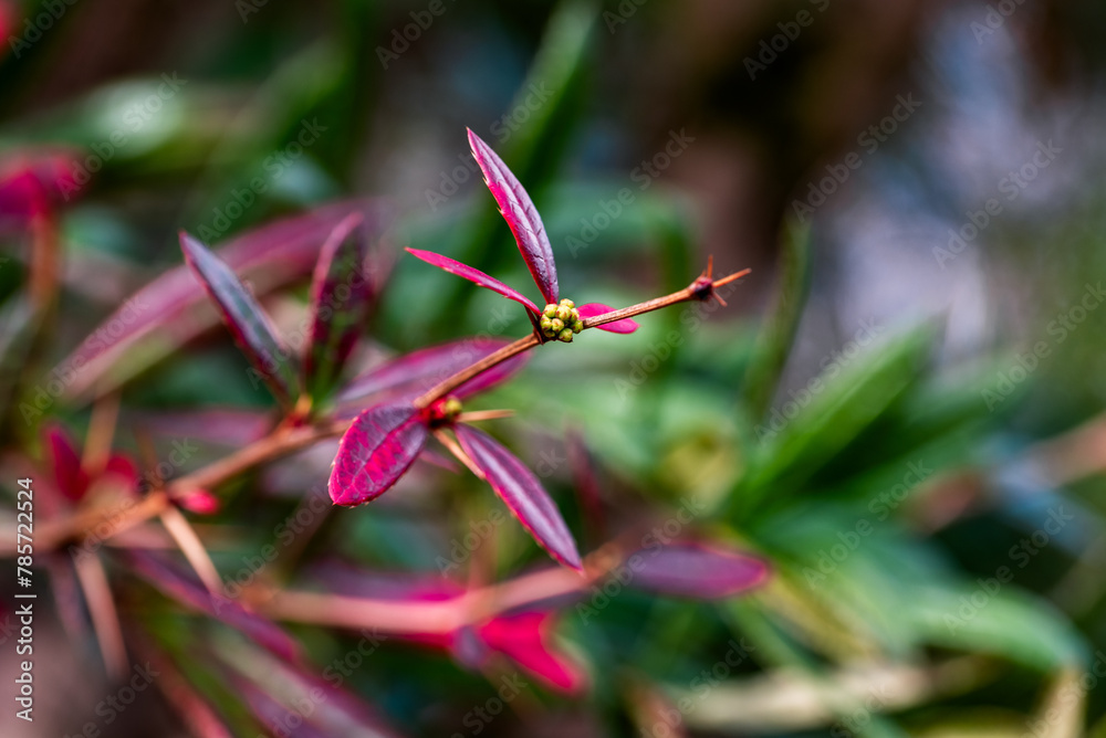 Fototapeta premium Wintergreen barberry or chinese barberry. Berberis julianae in spring. Green and red berberis leaves.