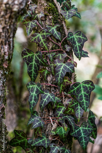 green leaves on tree bark. Hedera helix, the common ivy, English ivy, European ivy.