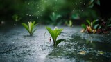 Rain water drops on young plants closup photo