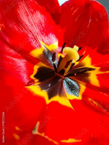 Beautiful red tulip bathed in sunlight